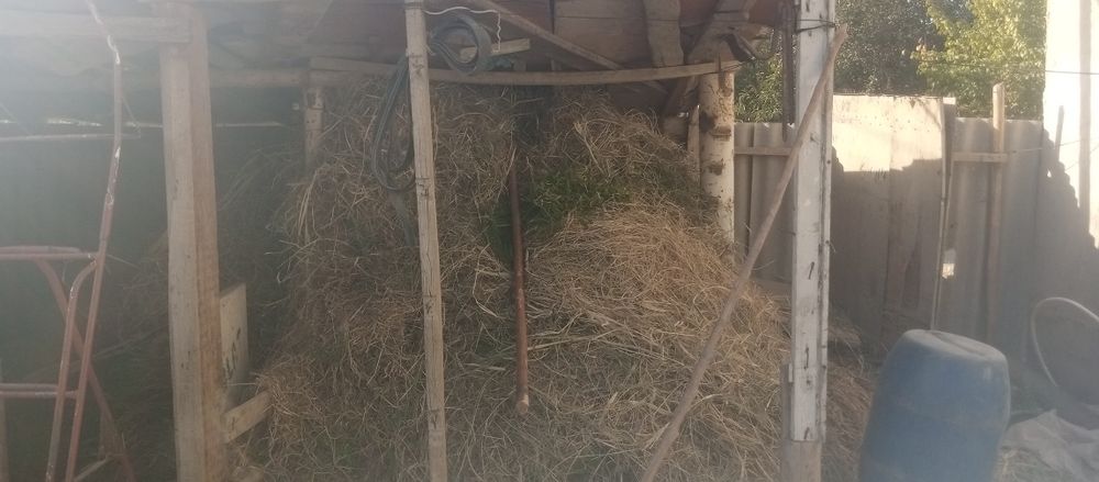 Asalomu aleykum Em hashak ut