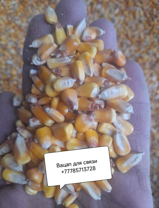 Ячмень кукуруза макароны пшеница