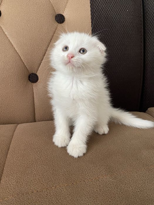 котенок , мальчик