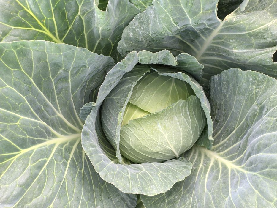 Varza de toamnă cu frunza subțire