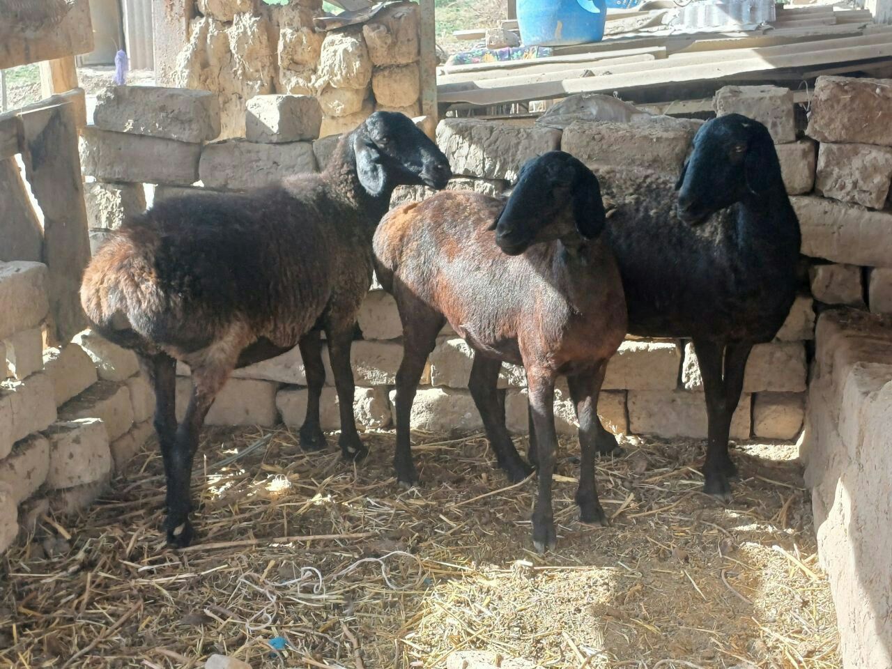 3 dona quy sotiladi