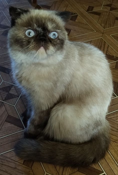 Продаётся экзот котёнок мальчик