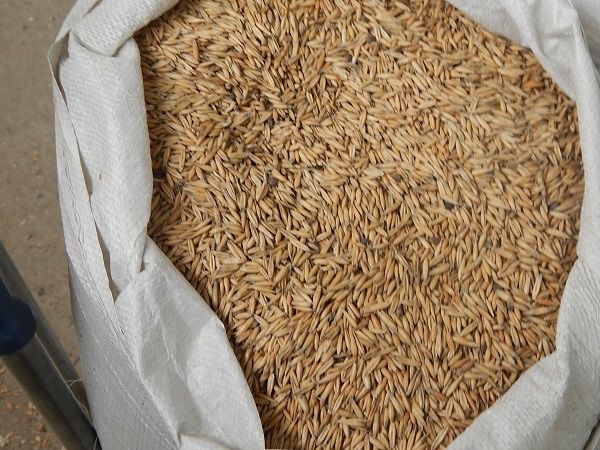 Продам чистый ОВЕС СУЛУ ПО низкой цене