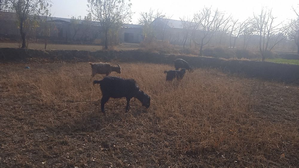 Qo‘chqor va echkilar