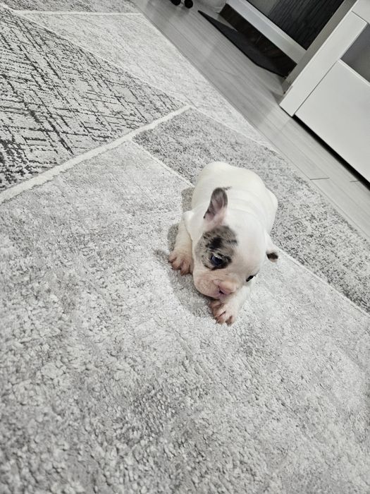 Френски булдог ,