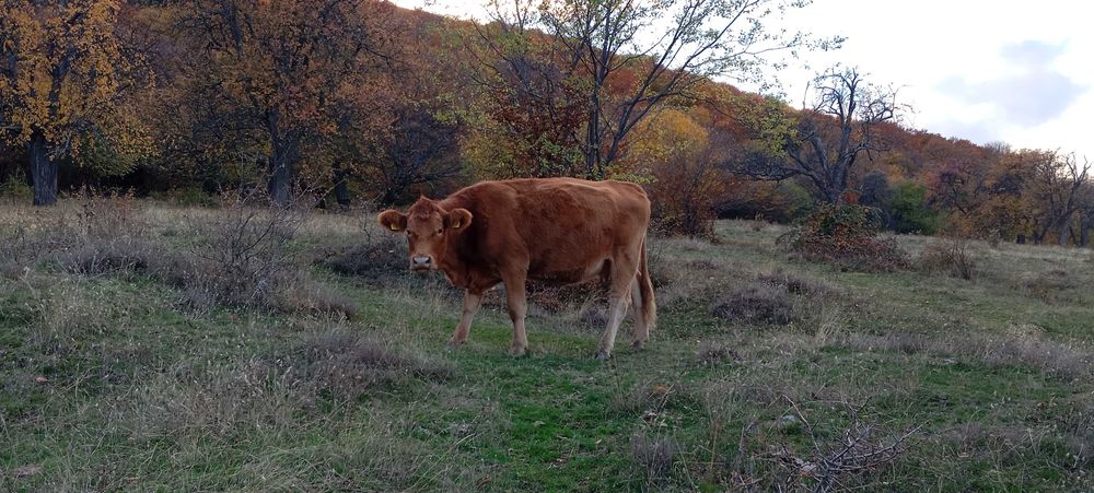 Свободни 15 бр. месодайни крави и юници