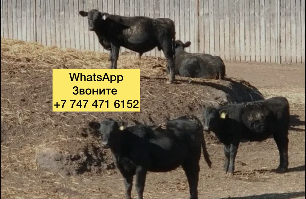 Продам бычки телята и телочки sardaf