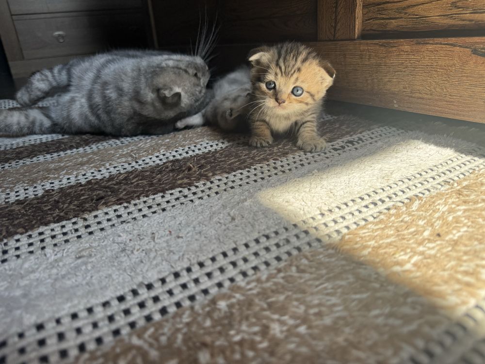 Британски / шотладнски котенца