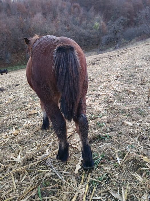 Vand mânz de 6 luni