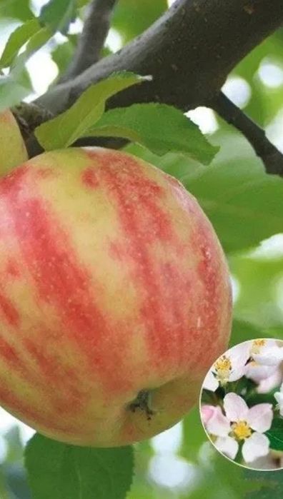 Mar (Soiul Karneval )