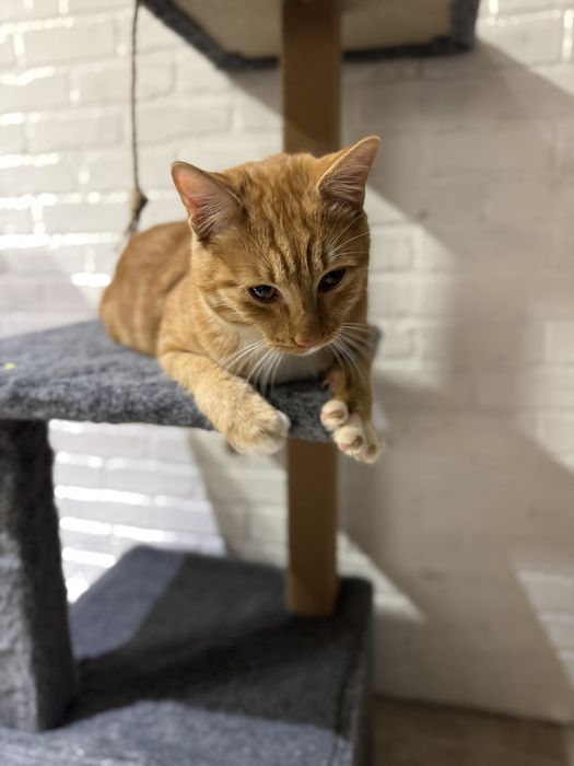 Отдам рыжего кота в добрые руки