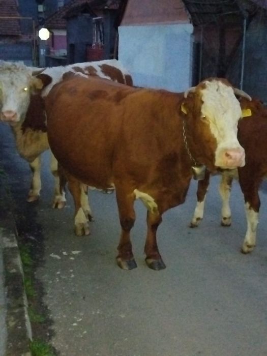 Vaca Baltata Românească