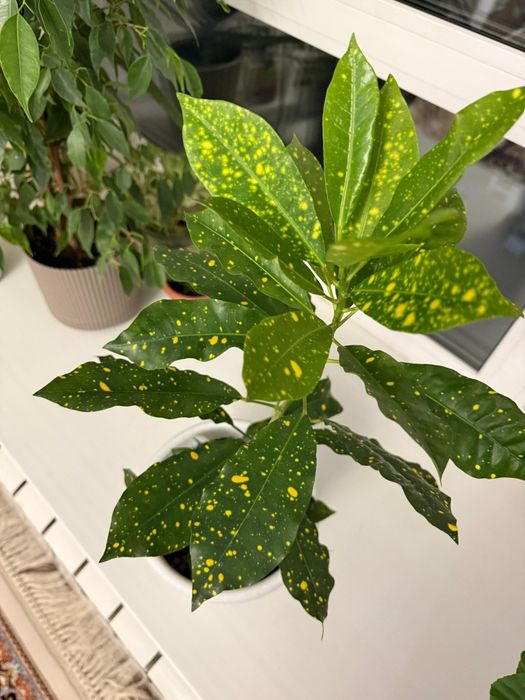 Продам комнатные цветы- бегония, кротон