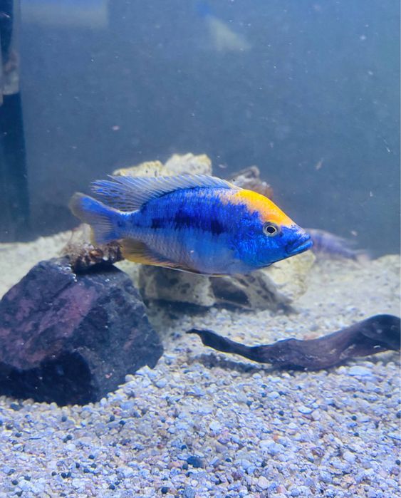 Продам взрослых самцов отофаринксов