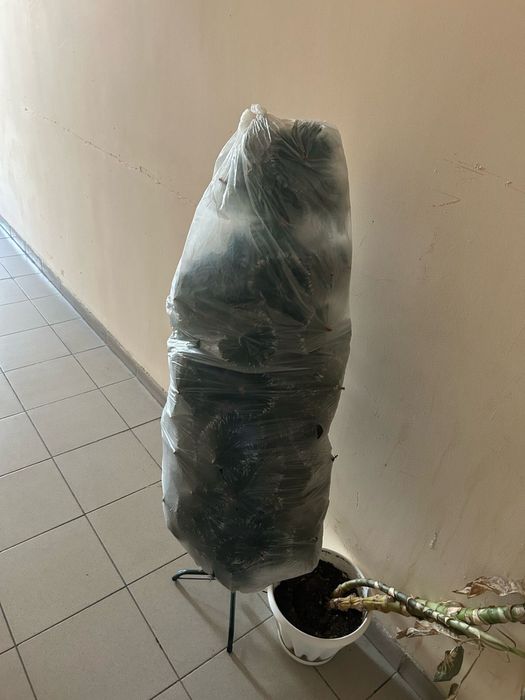 Новогодняя елка.