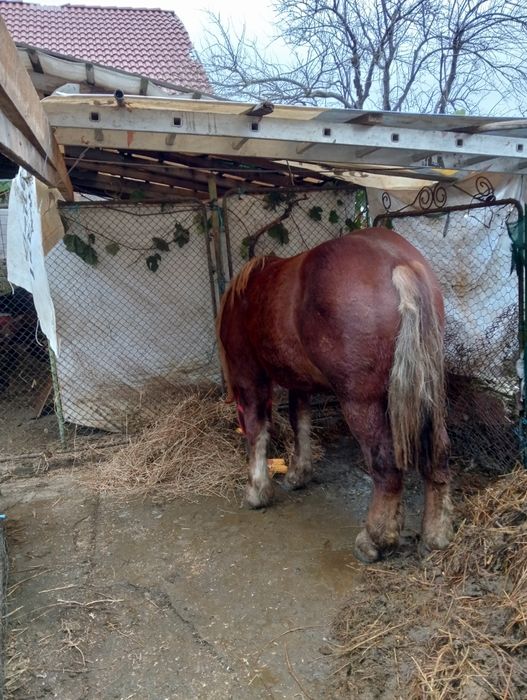 Vând mânz greu foarte cuminte