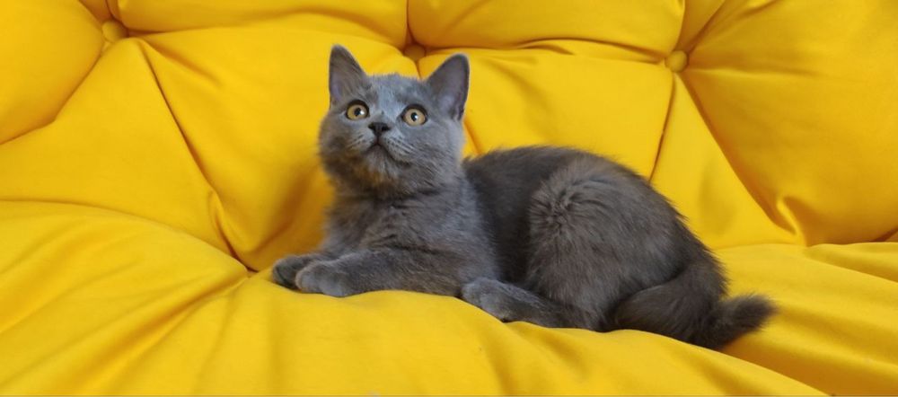 Котята умные фолд и страй мальчики