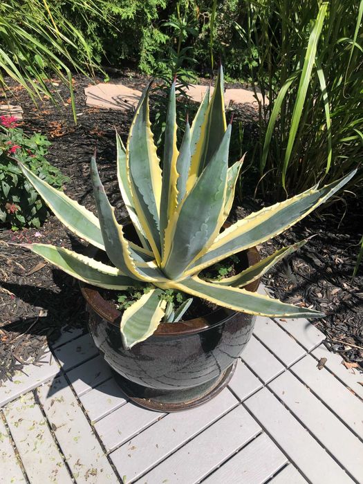 Agava americana uriasa
