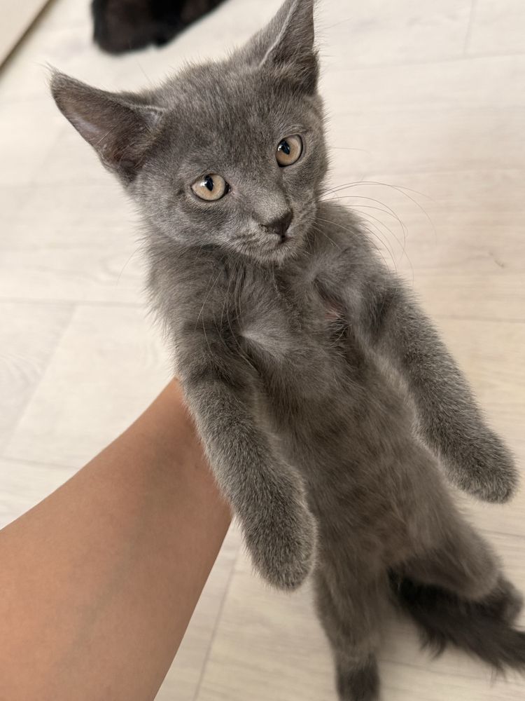 котята отдам в хорошие руки