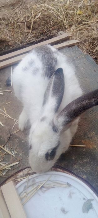 Quyon sotiladi arzon