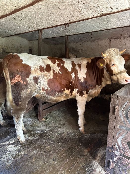 Junincă gestantă bălțată românească