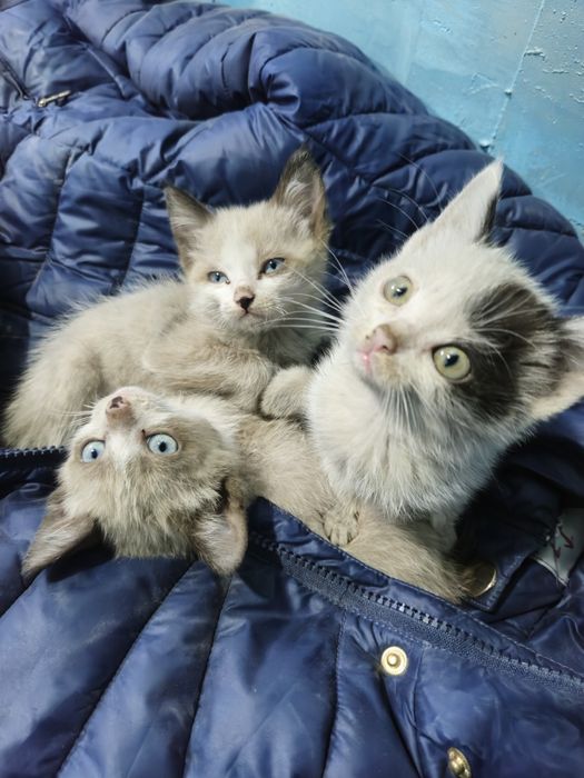 Котята в подарок