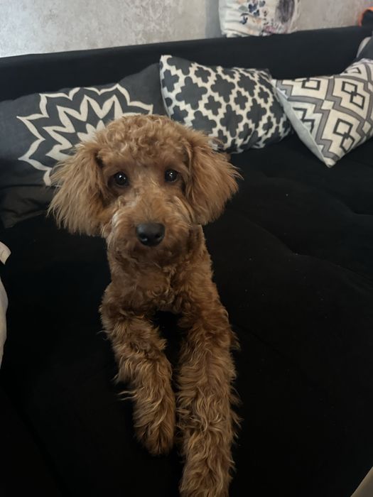 Пудел Той……………………………………….