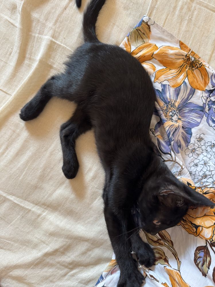 Котятя.