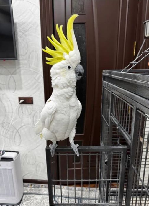 Золотая рыбка продаёт говорящего какаду , клетка в подарок