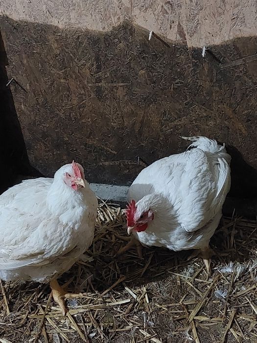 Avem puicute moravia, susex și issabraun și pui de carne