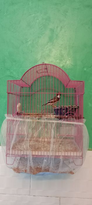 Клетка с амадином в подарок