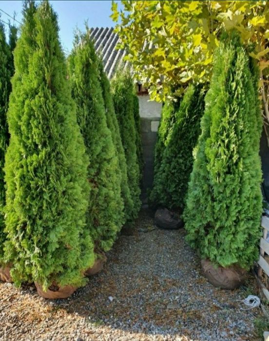 Plante ornamentale tuia smarald leilandi