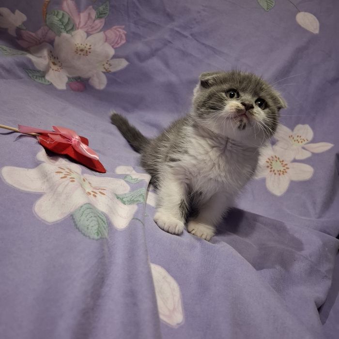 Шотландские котята малыши