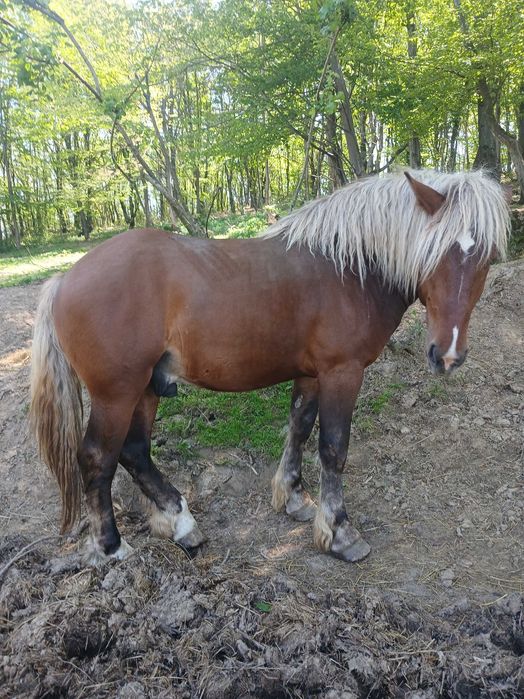 Manz de 2 ani si 7 luni si trasura de vanzare