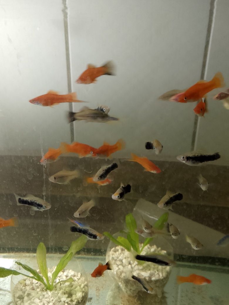 Продаются рыбки для аквариума