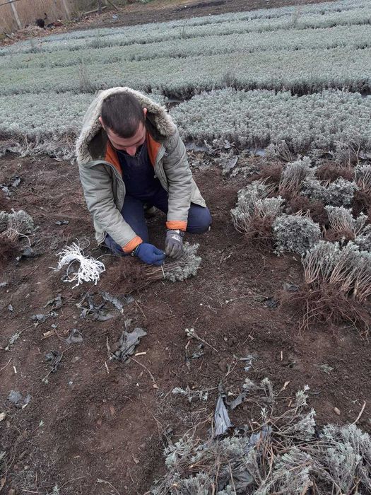 Разсад лавандула .