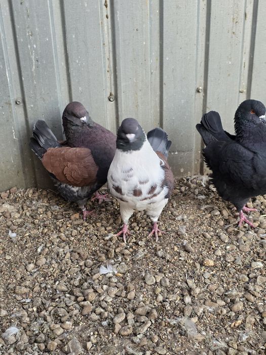 Porumbei modena 3 masculi + 1 femela
