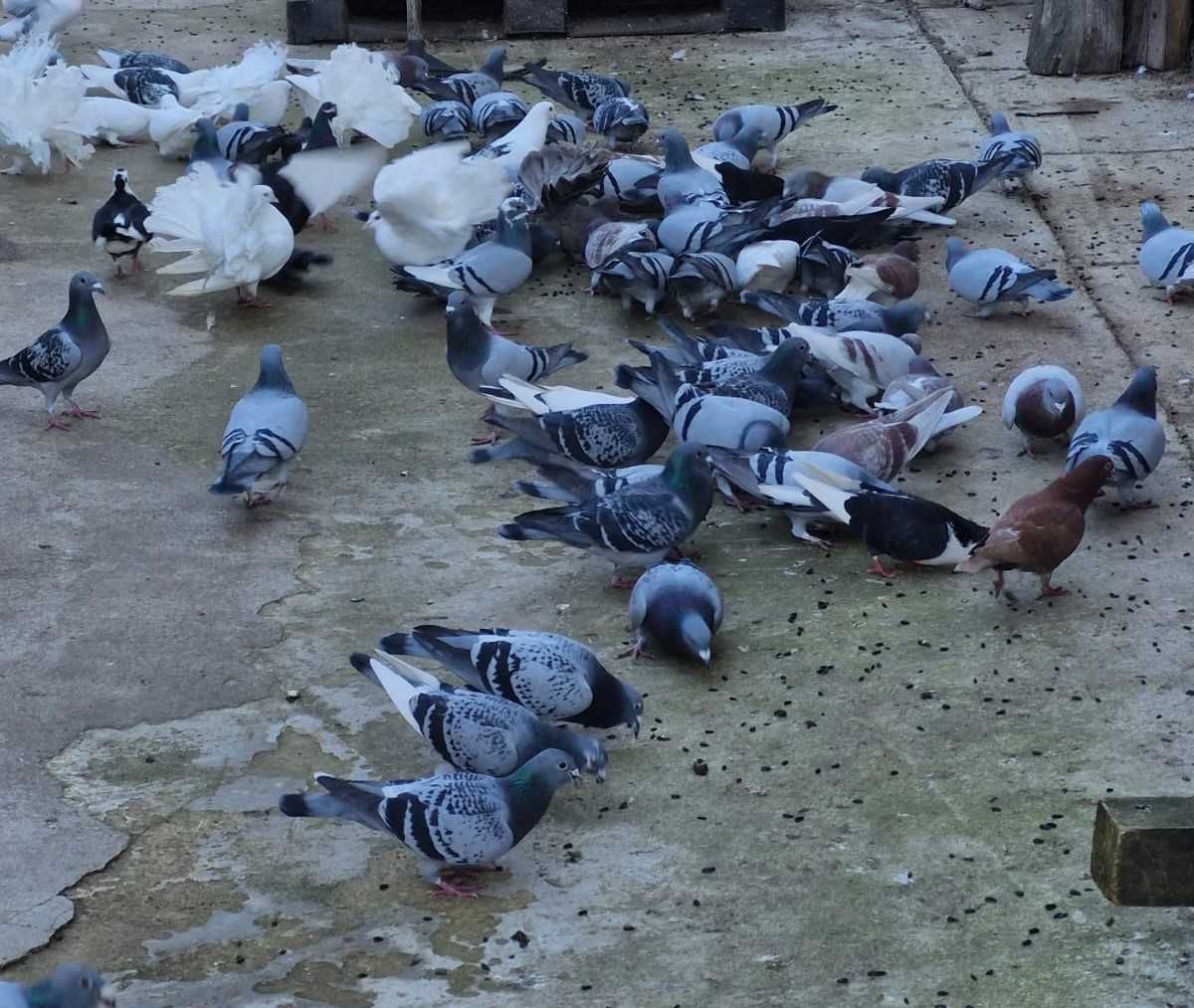 Porumbei voiajori de zbor