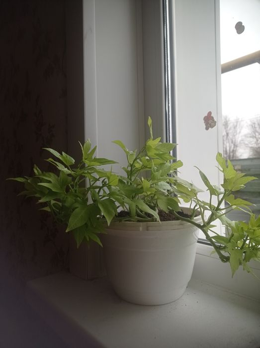 Красивые Домашние цветы