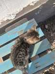 Коты бесплатно .
