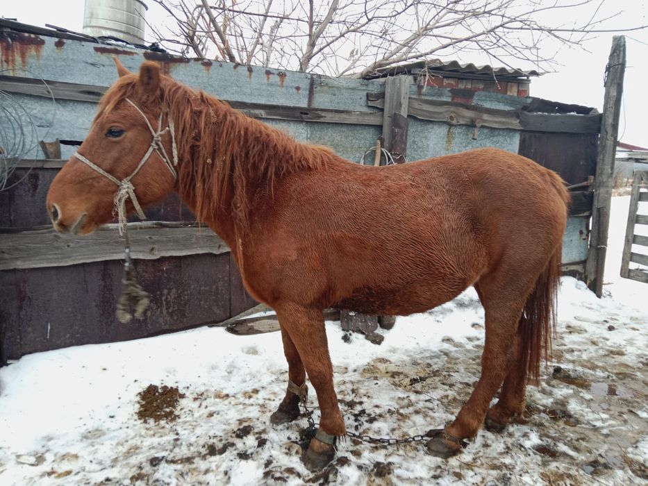 Продам кобыла с откорма 4 летка цена 650 торг