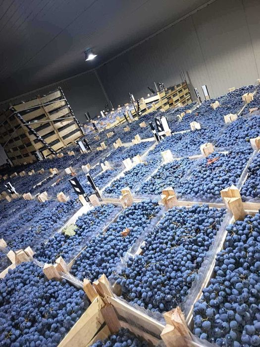 Struguri de masa Moldova