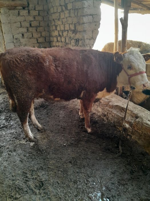 Парода гуножинлар сотилади