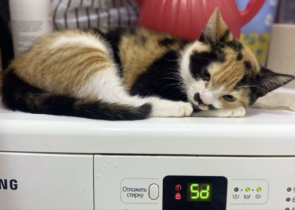 Котенок породистый