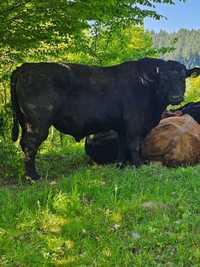 Vând taur Angus bonitat autorizat