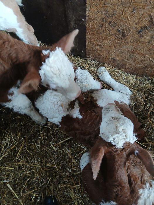 Vand vitei /vitele baltate