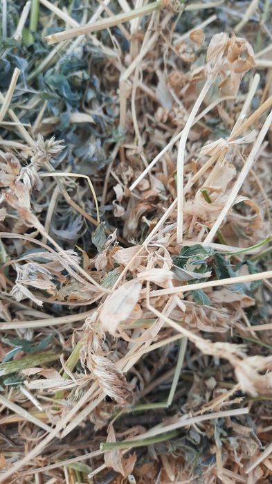 ‼️ Vand baloti de lucerna 2025, 40 lei balotul ‼️