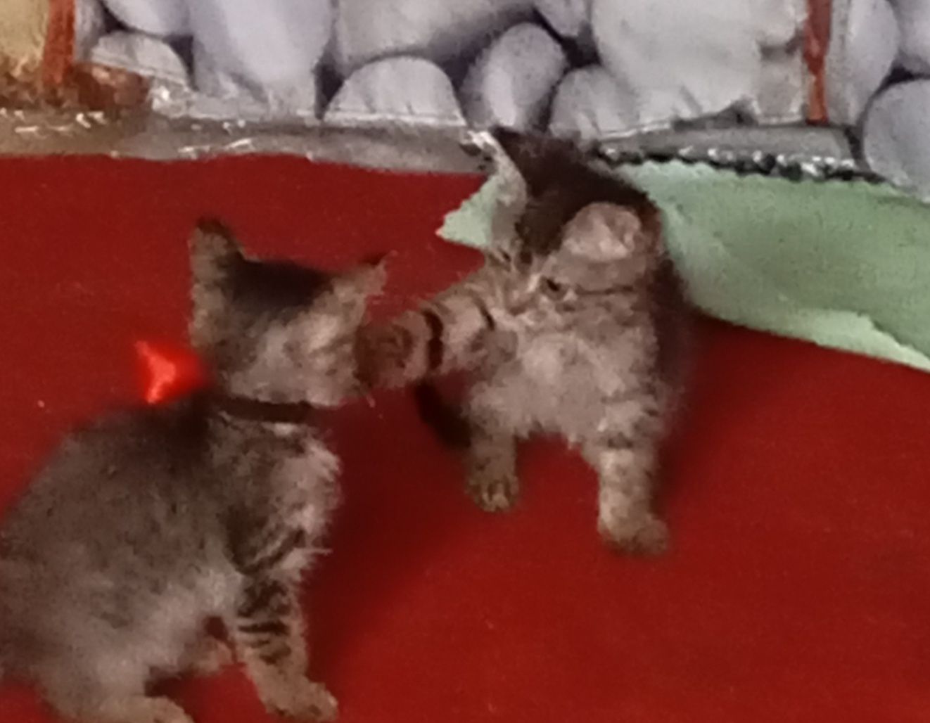 Бесплатно милашка котям семью