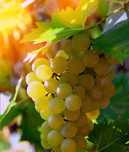 Vindem struguri de vin cu transport gratuit la domiciliu