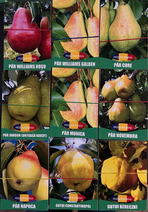 Pomi fructiferi certificati si ambalati